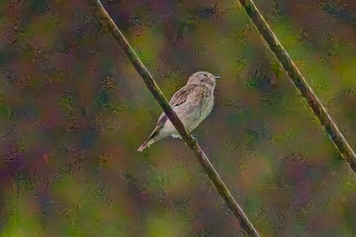 Dark-sided Flycatcher - ML644199580