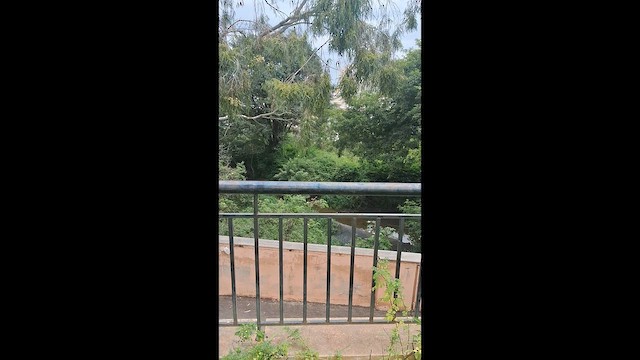 בז נודד - ML644199588