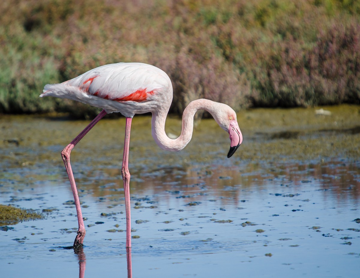 Greater Flamingo - ML644199591