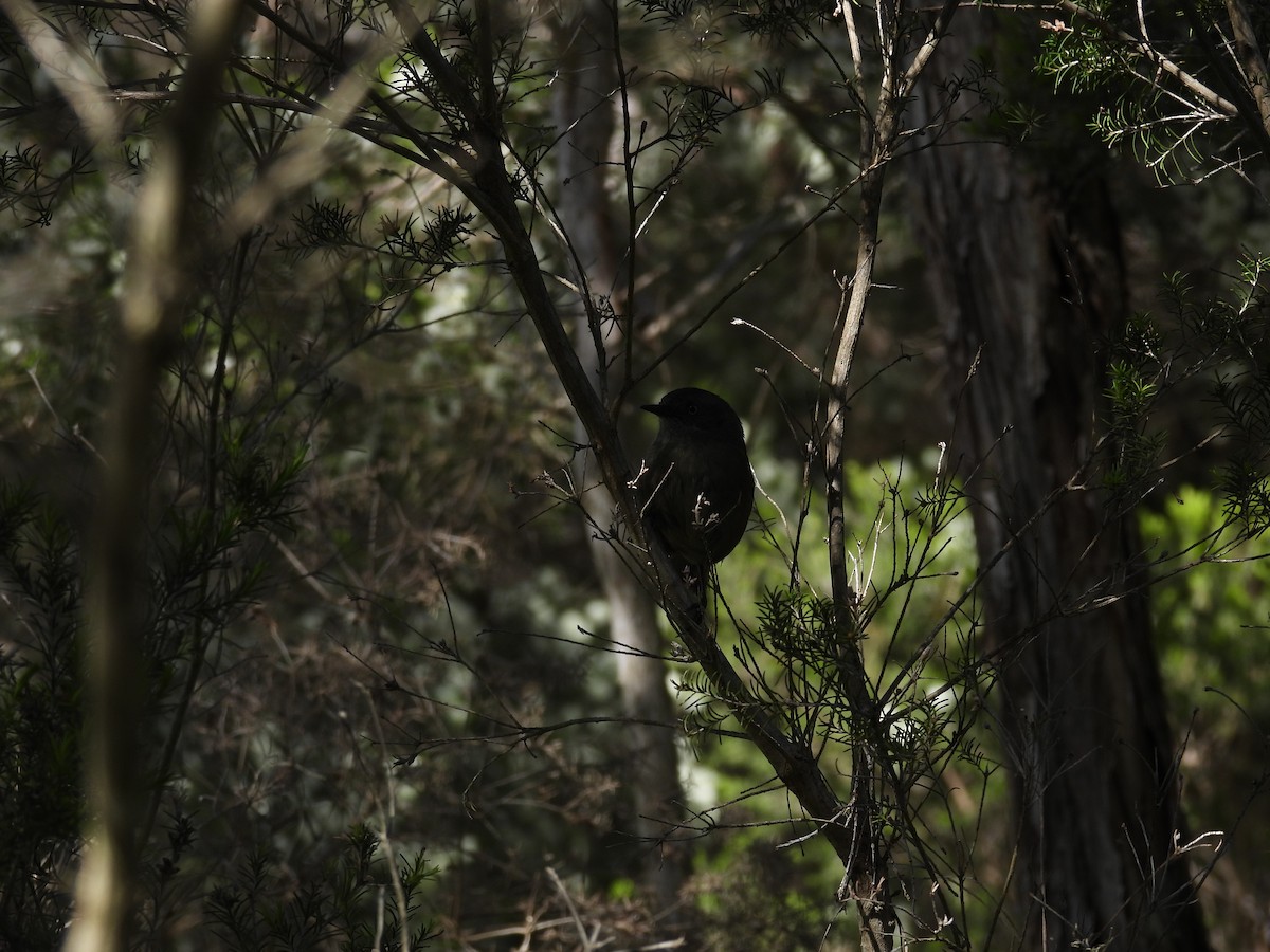Tasmanian Scrubwren - ML644199628
