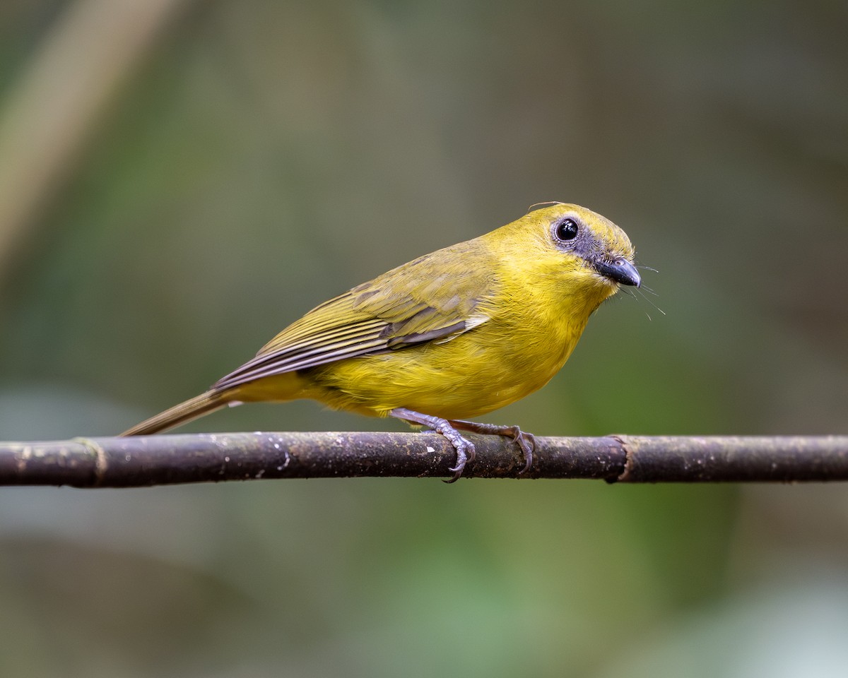 Bornean Whistler - ML644199630