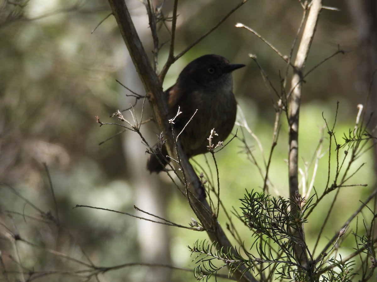 Tasmanian Scrubwren - ML644199635