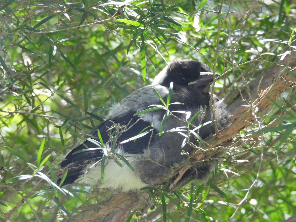 Australian Magpie (Tasmanian) - ML644199637