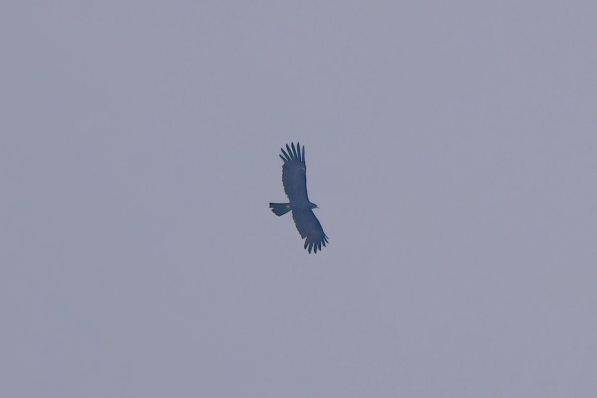 Aigle noir - ML644199640