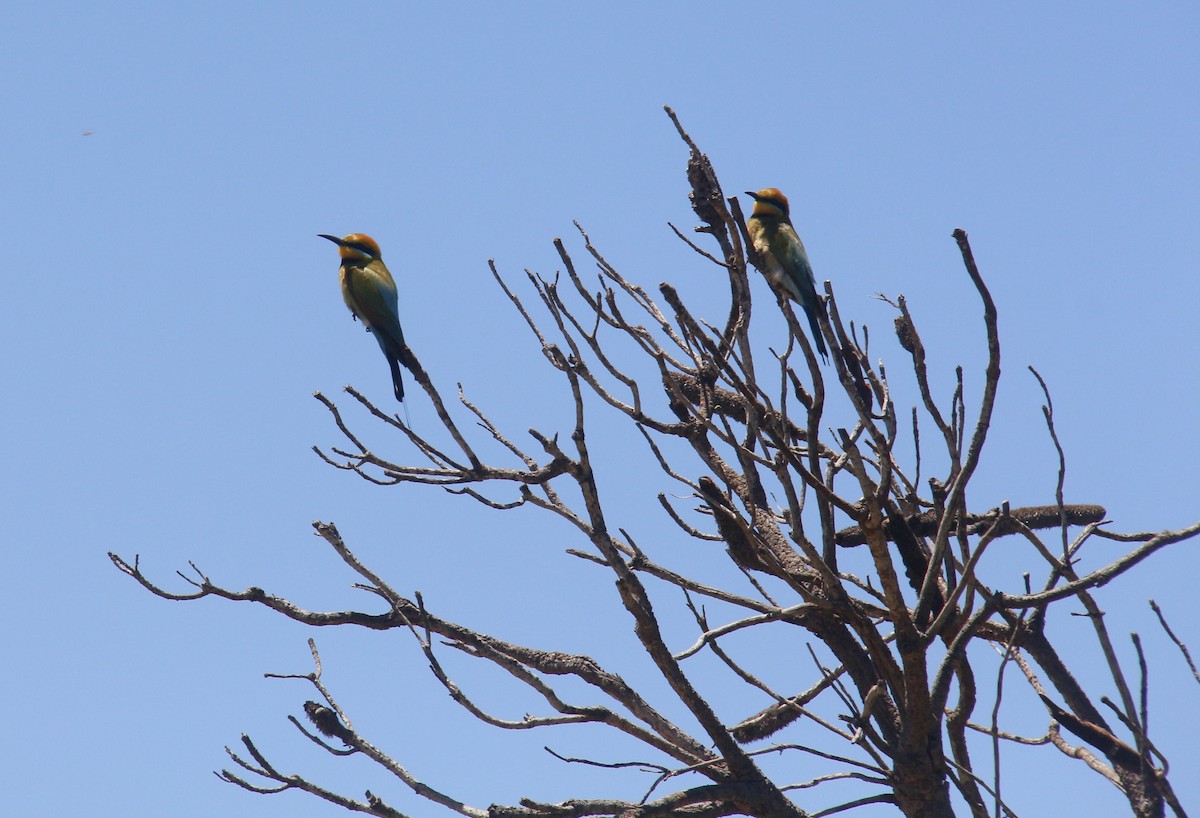 vlha duhová - ML644199652