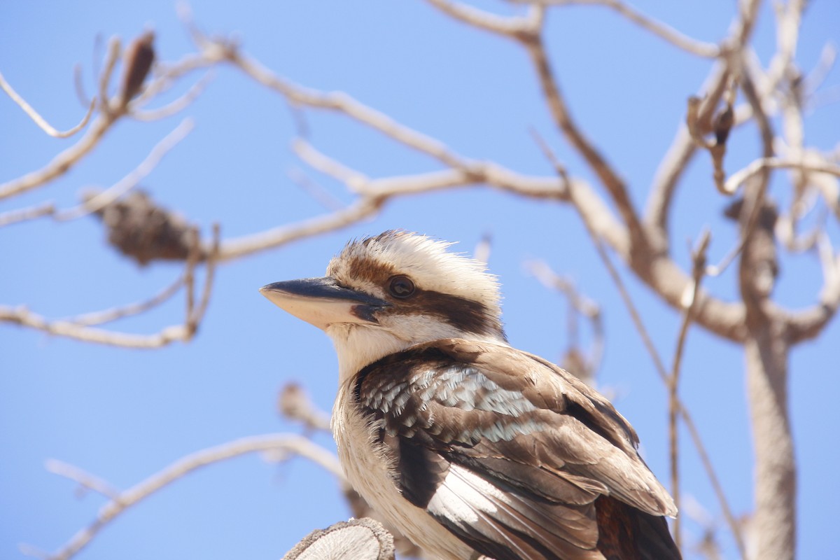 Laughing Kookaburra - ML644199653