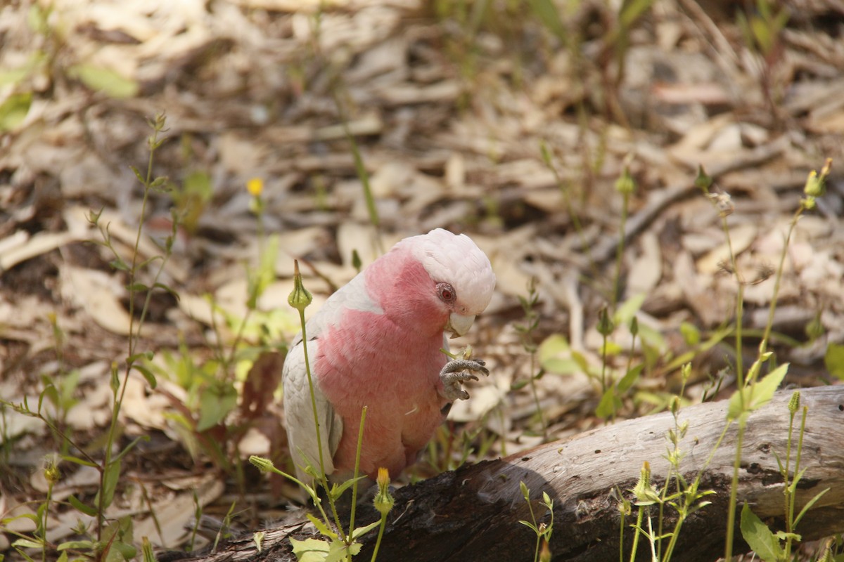 kakadu růžový - ML644199655