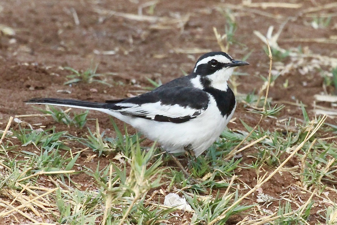 נחליאלי אפריקני - ML644199657