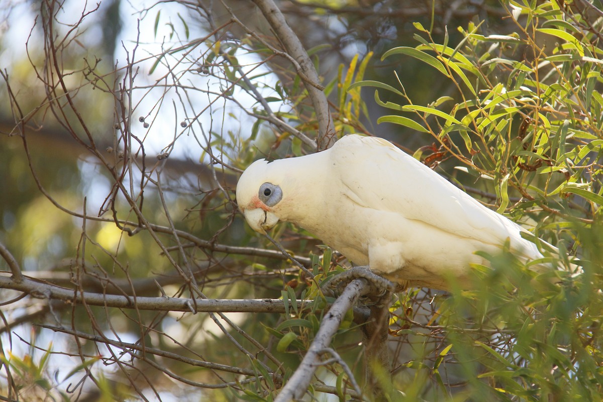 kakadu naholící - ML644199658