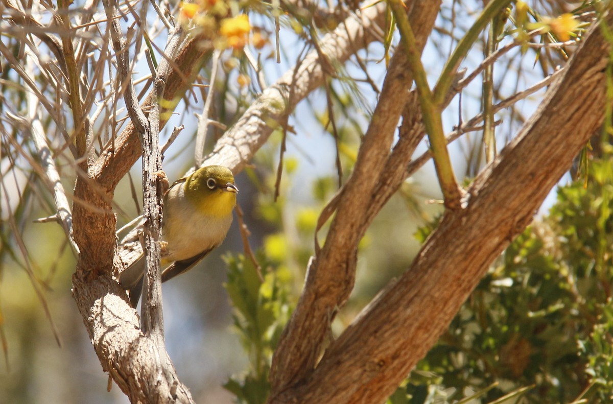 Silvereye - ML644199660