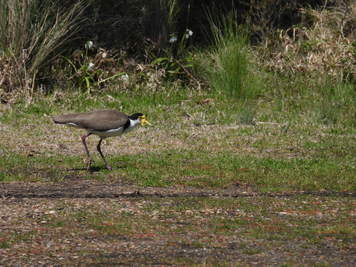 Masked Lapwing (Black-shouldered) - ML644199663