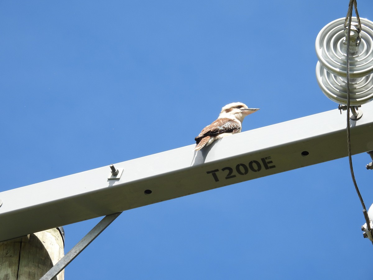 Laughing Kookaburra - ML644199681