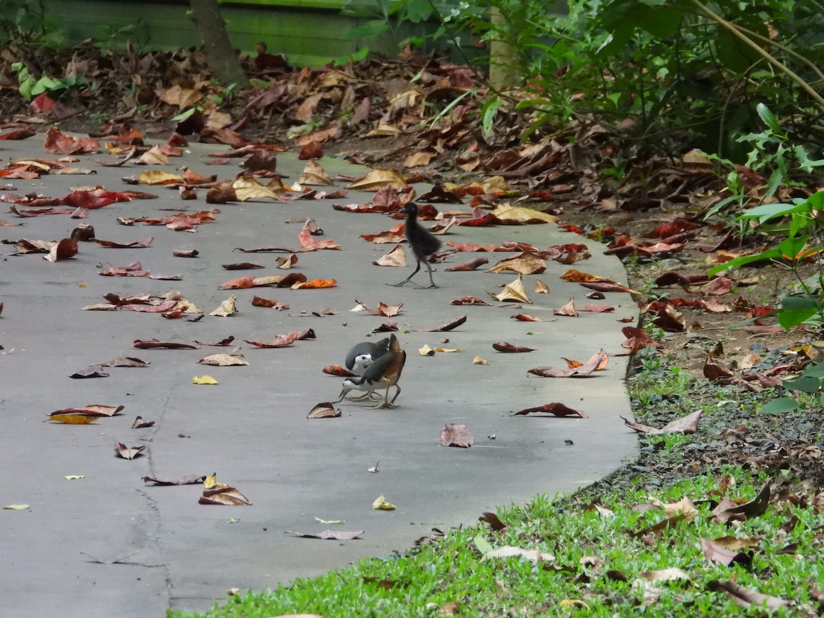 White-breasted Waterhen - ML644199698
