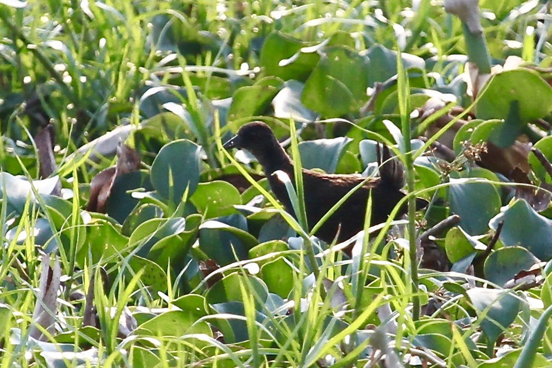 Black Crake - ML644199700