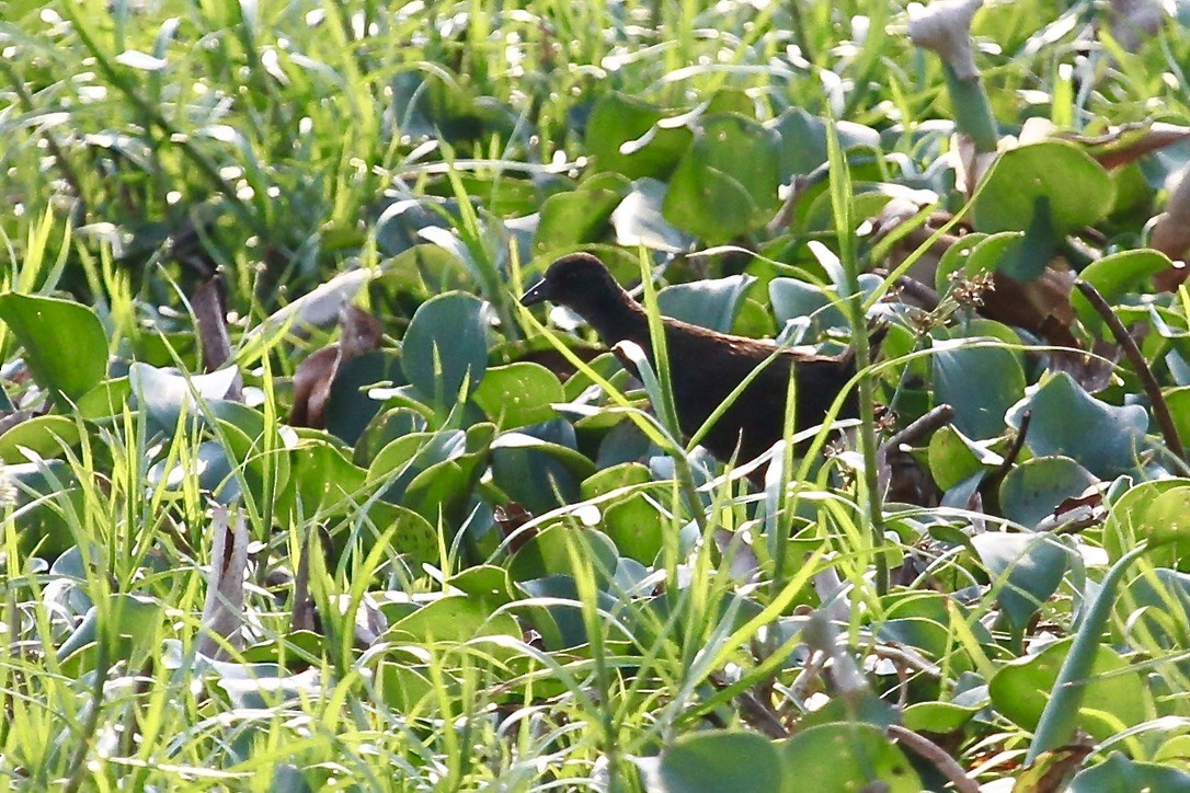 Black Crake - ML644199701