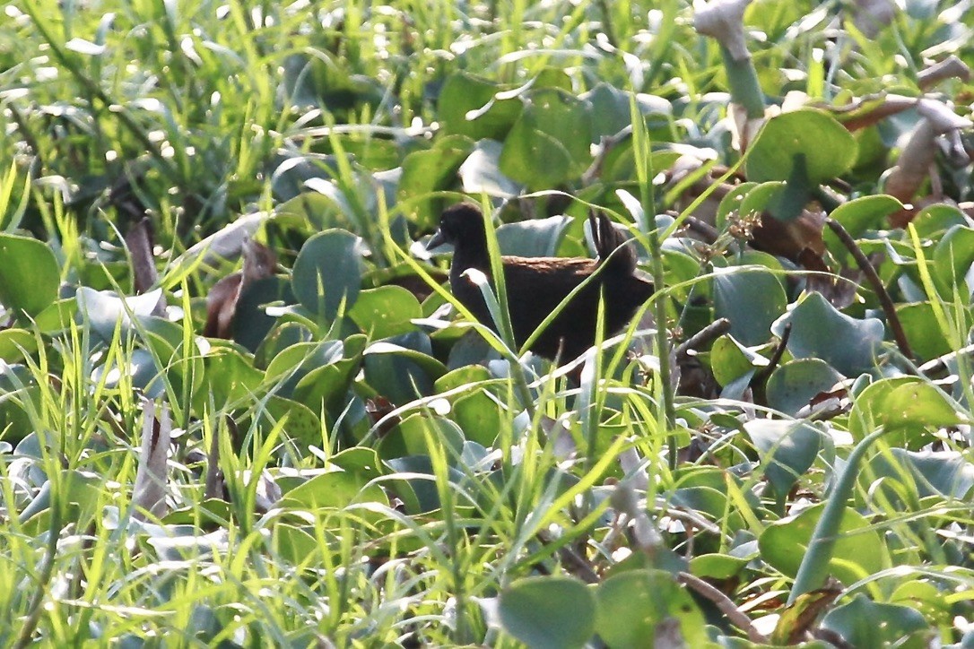 Black Crake - ML644199702