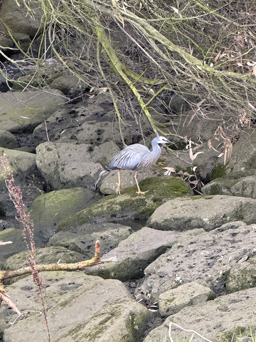White-faced Heron - ML644199715