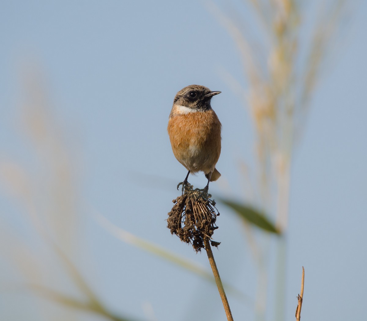 European Stonechat - ML644199738