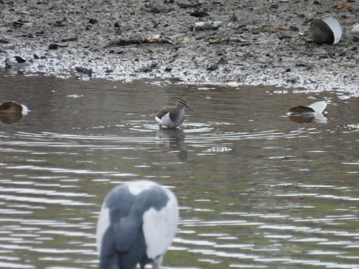 Common Sandpiper - ML644199745