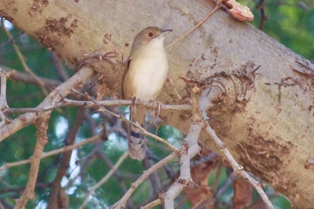 アカガオセッカ - ML644199758