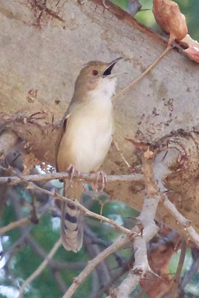 アカガオセッカ - ML644199759