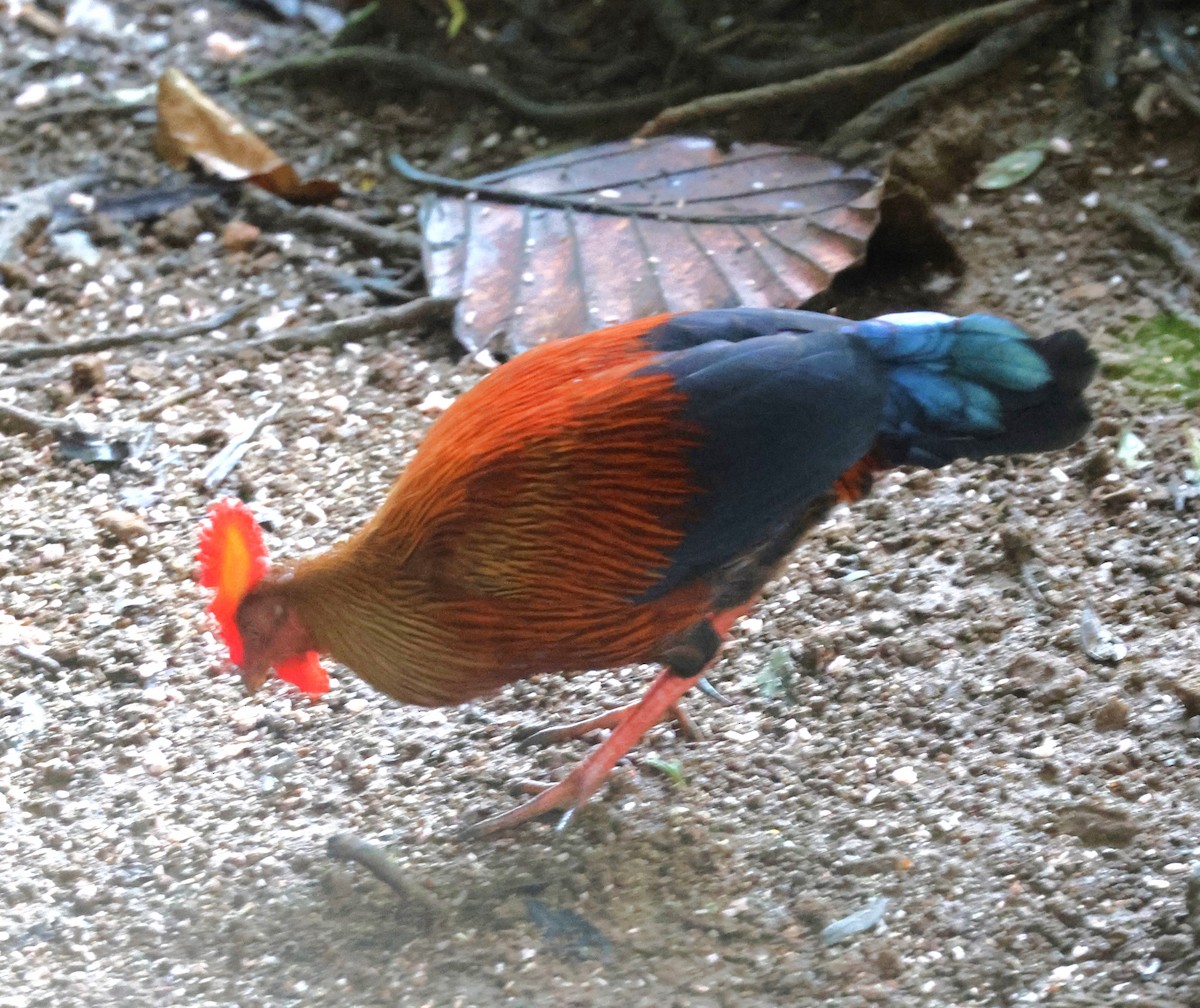 Sri Lanka Junglefowl - ML644199766