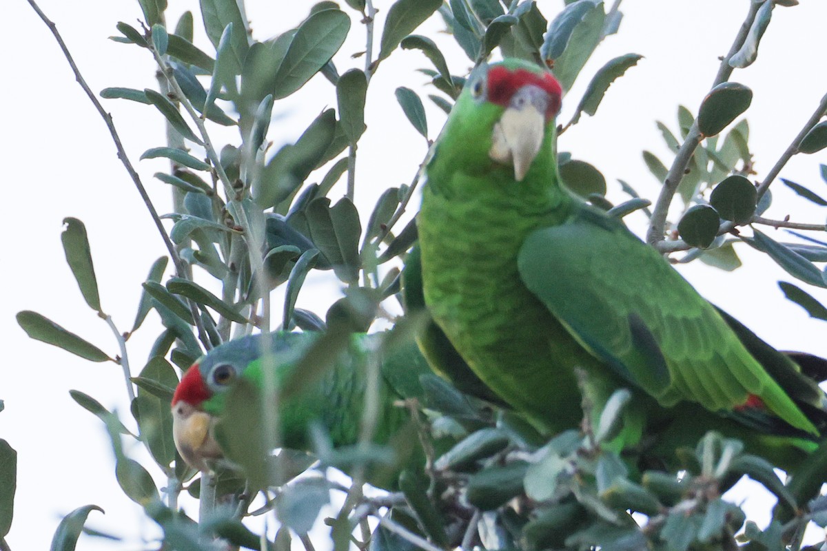 Lilac-crowned Amazon - ML644199771