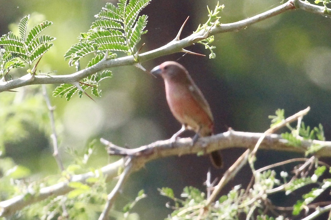 Rosenamarant - ML644199795