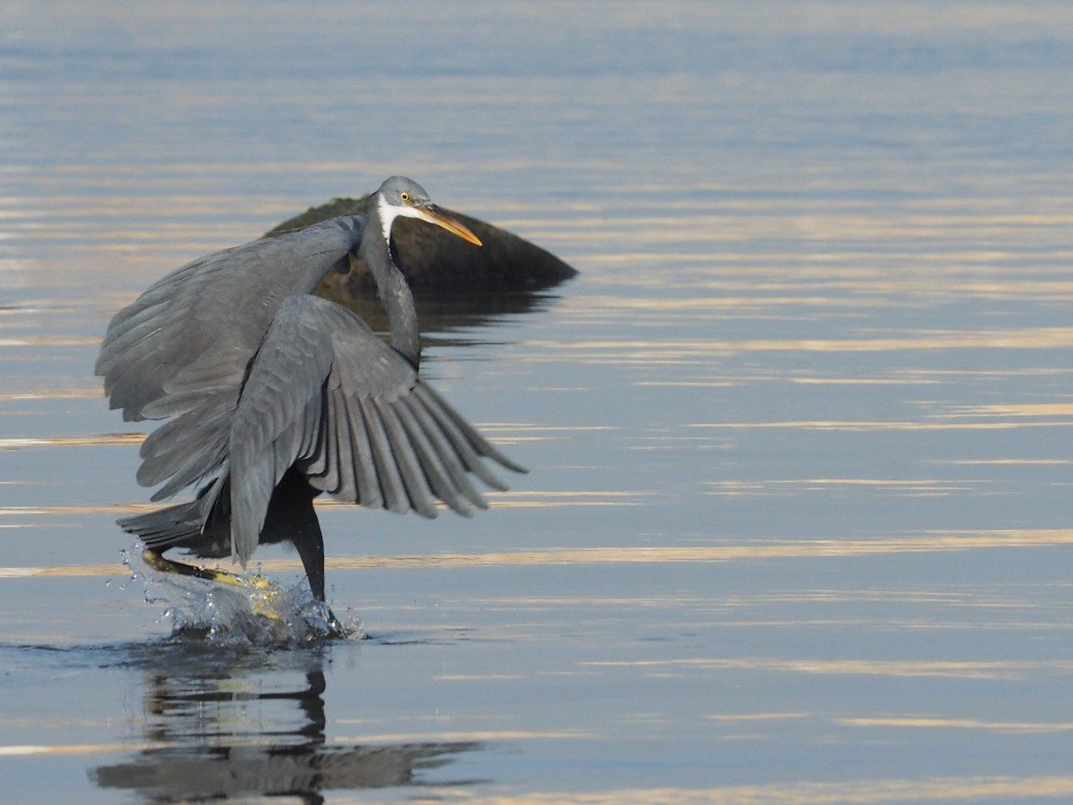 Western Reef-Heron - ML644199816
