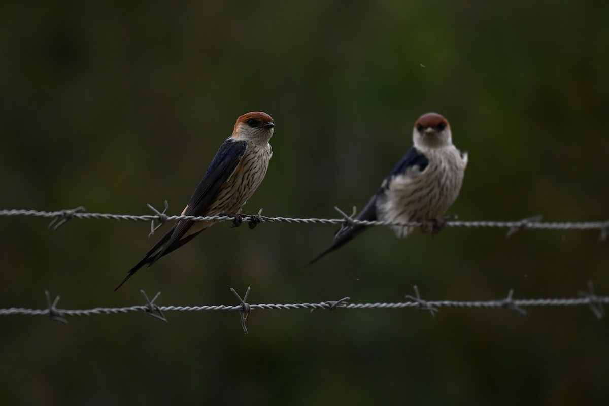 Greater Striped Swallow - ML644199818