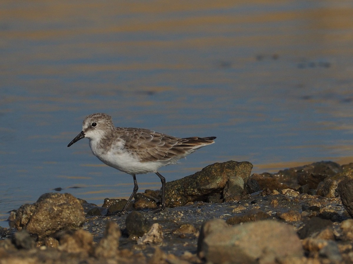 Bécasseau minute - ML644199819