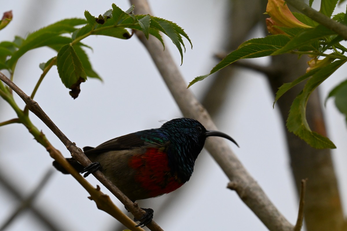 bredbeltesolfugl - ML644199820