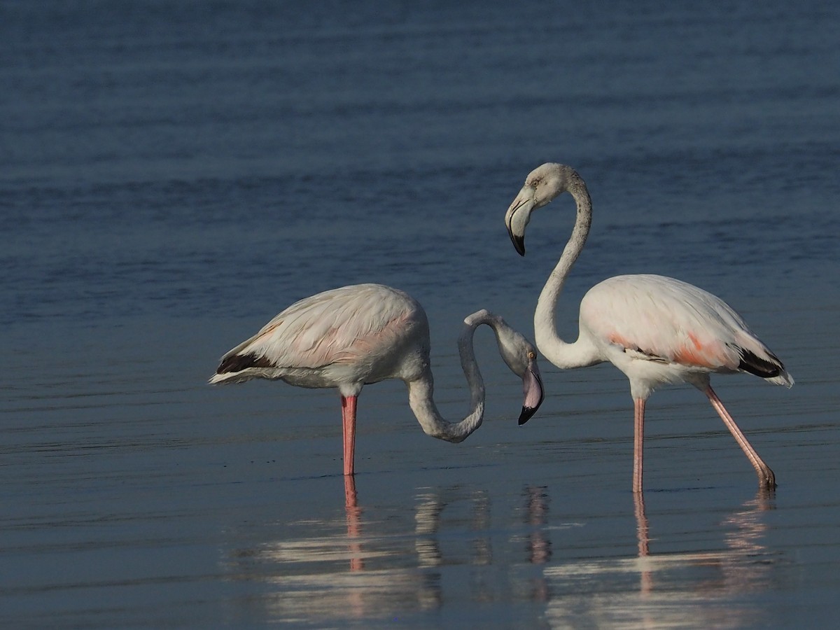 Greater Flamingo - ML644199831