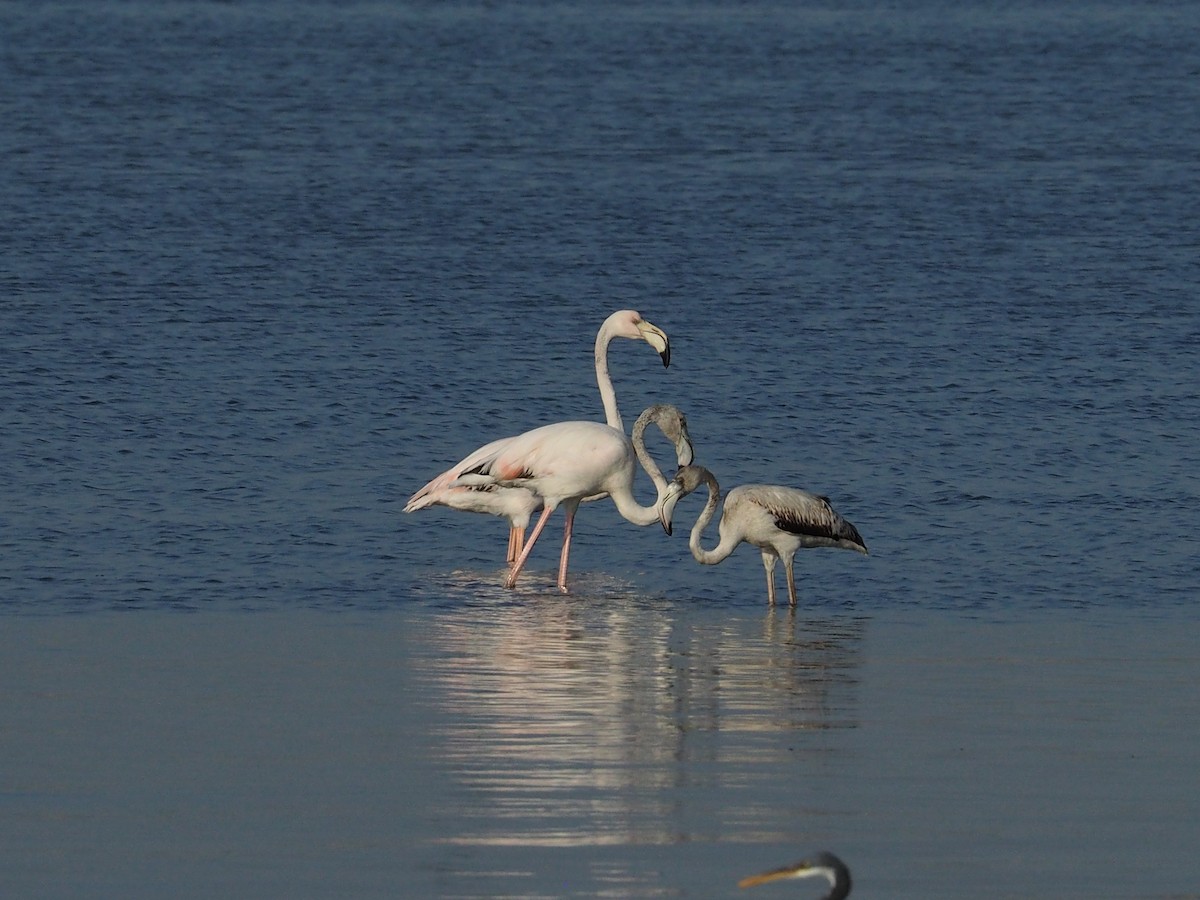 Greater Flamingo - ML644199832