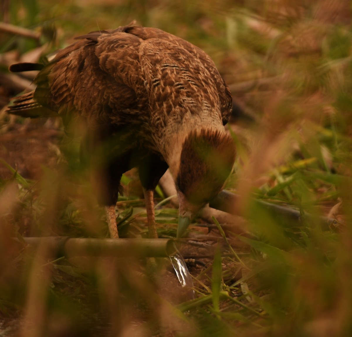 Crested Caracara - ML644199834