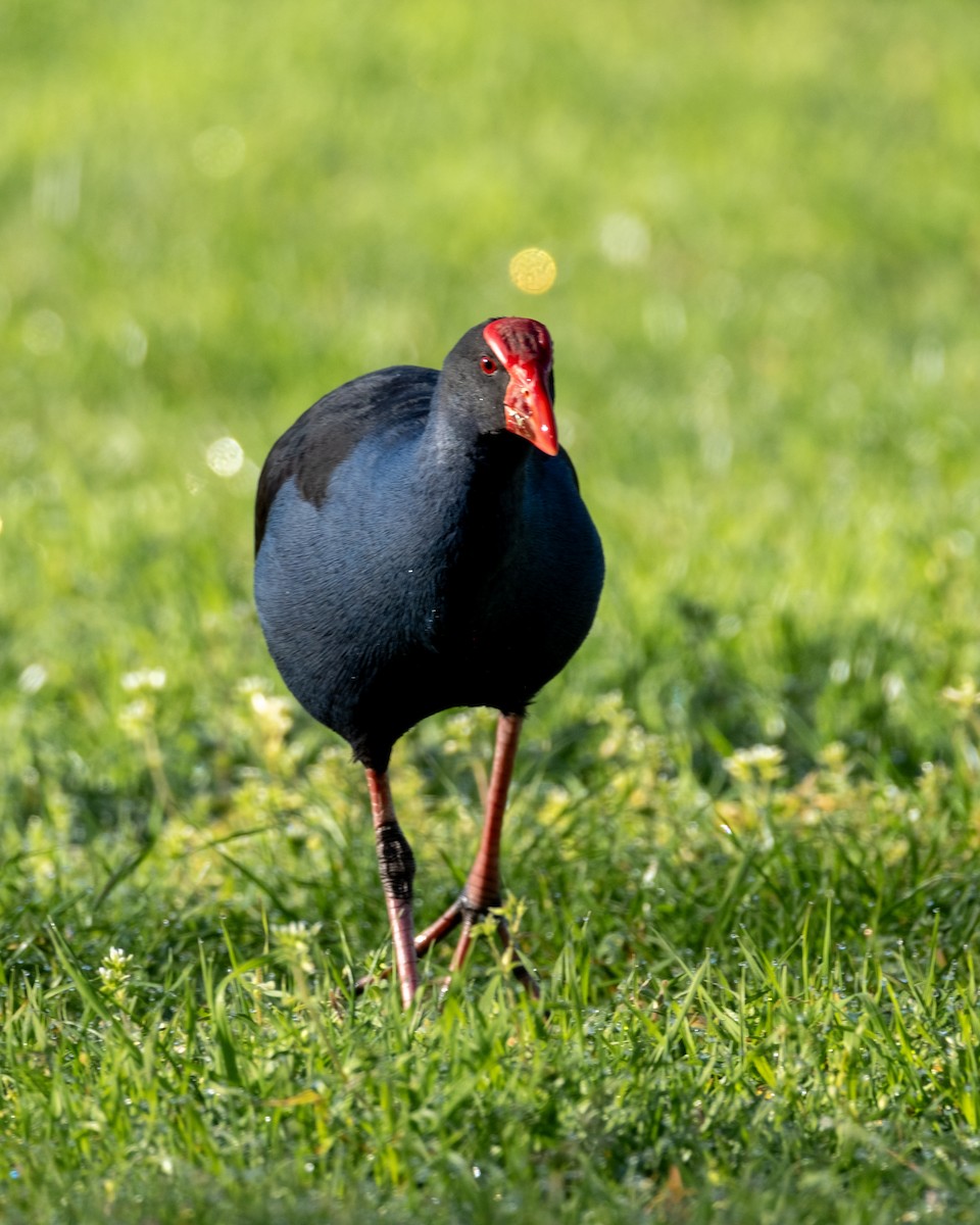 Australasian Swamphen - ML644199835