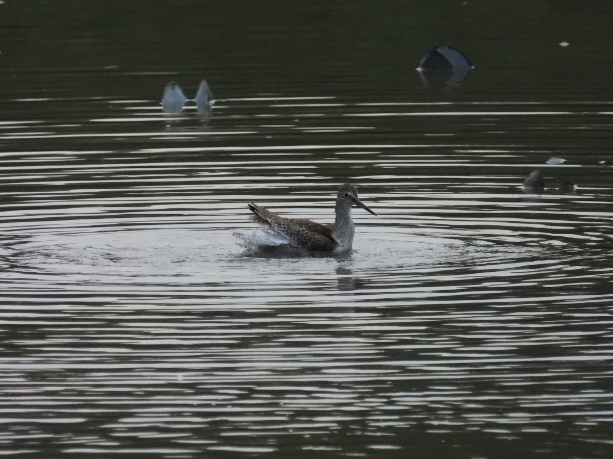 Common Greenshank - ML644199838