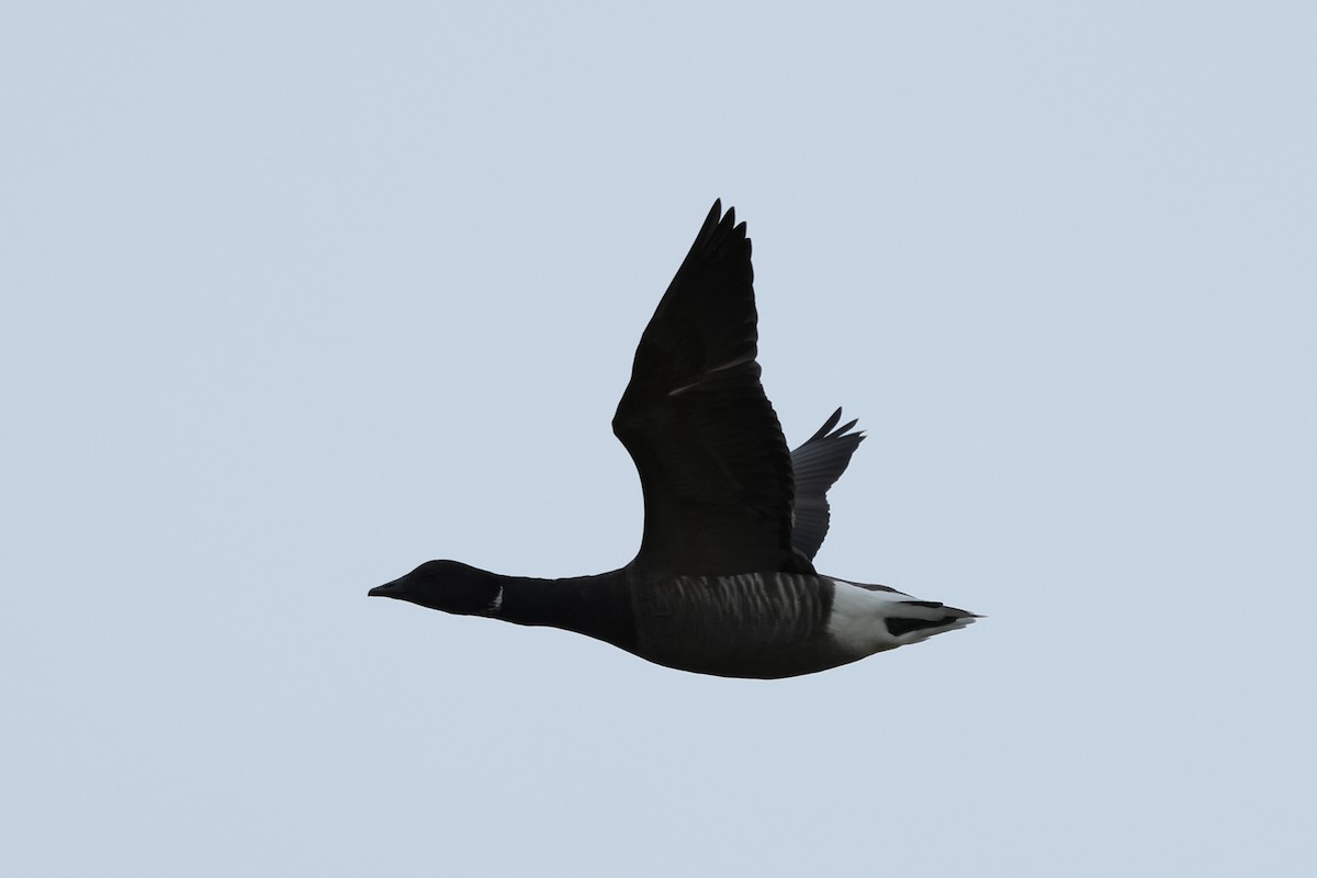 Brant - ML644199840