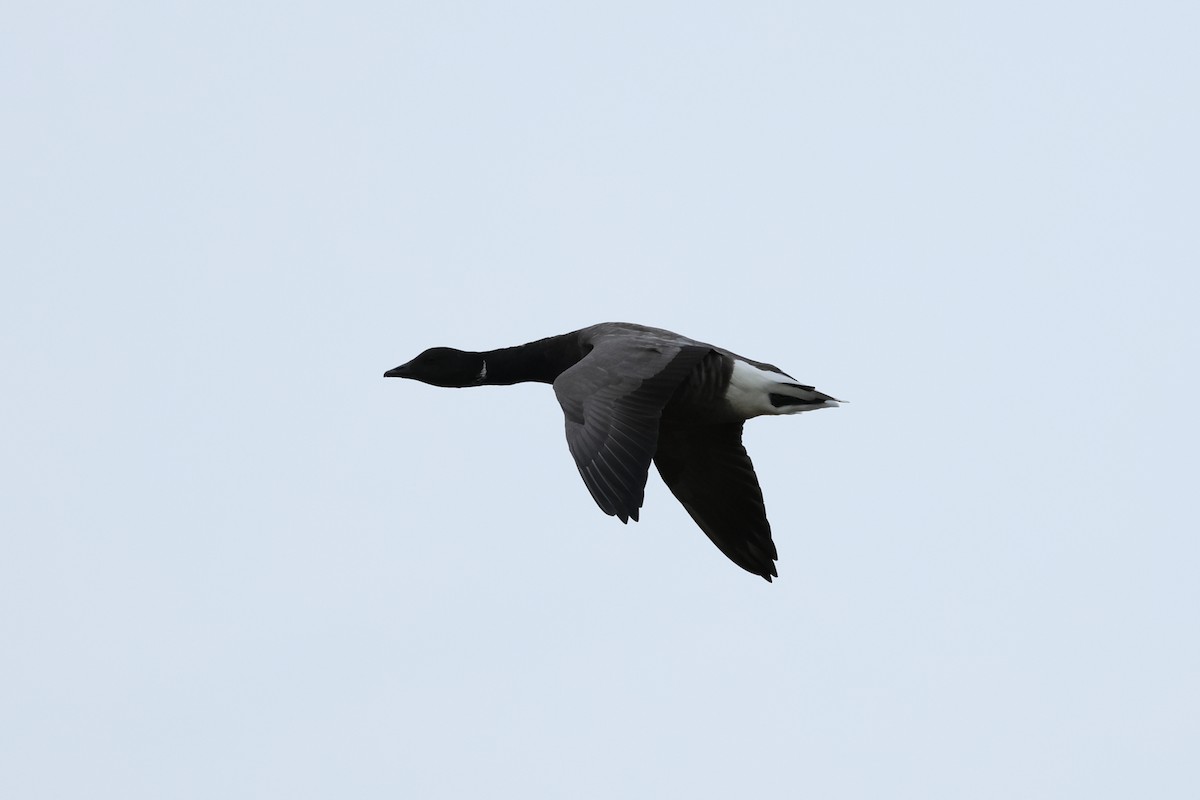 Brant - ML644199841