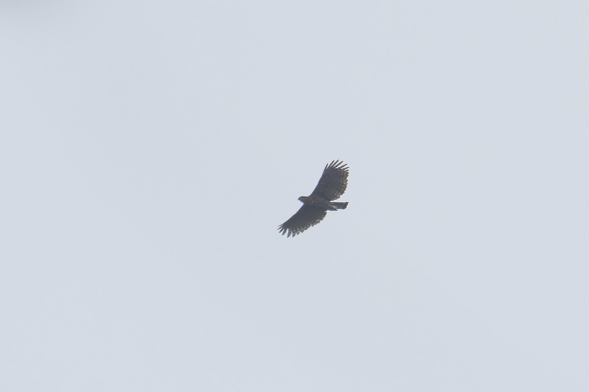Sulawesi Hawk-Eagle - ML644199843