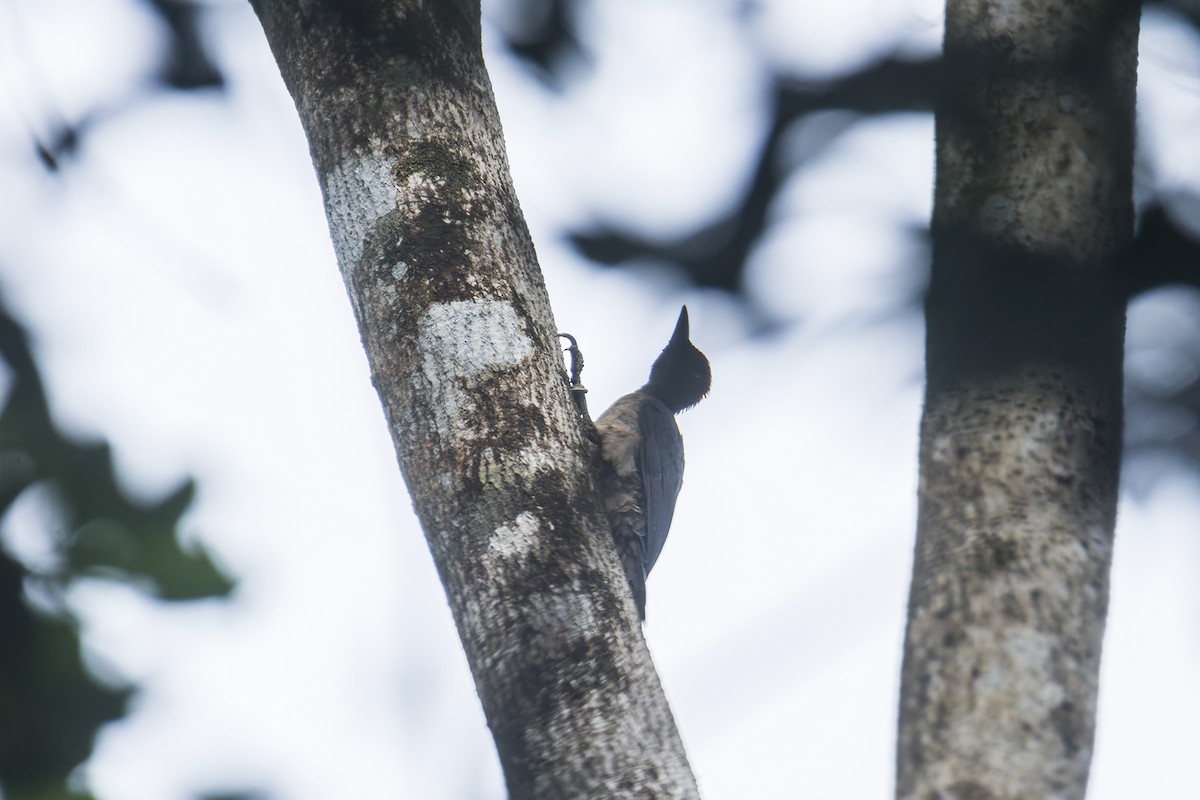 Ashy Woodpecker - ML644199847