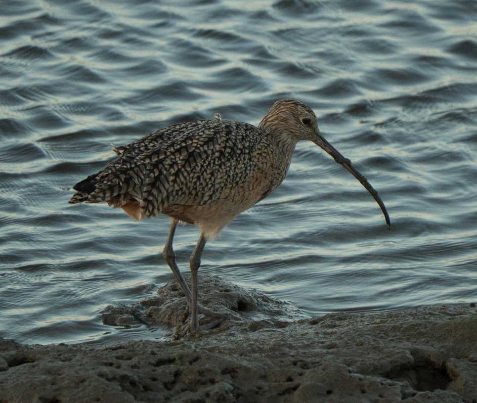 Long-billed Curlew - ML644199849