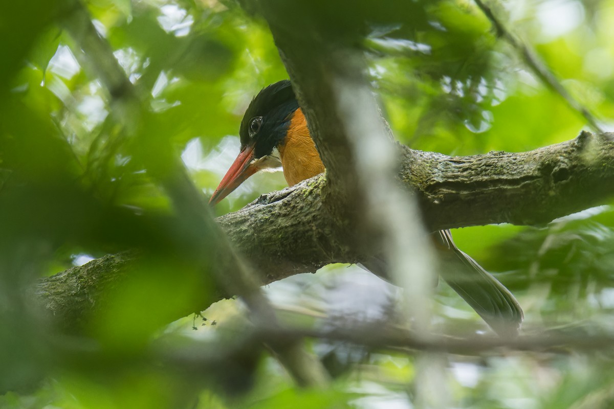 Green-backed Kingfisher (Black-headed) - ML644199850