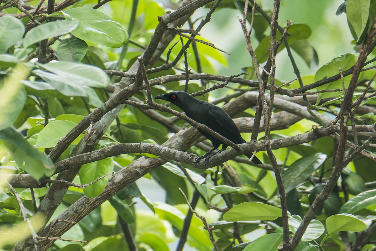 Short-tailed Starling - ML644199855