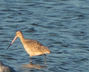 Marbled Godwit - ML644199856