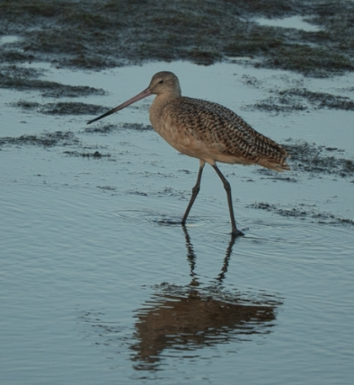 Marbled Godwit - ML644199857