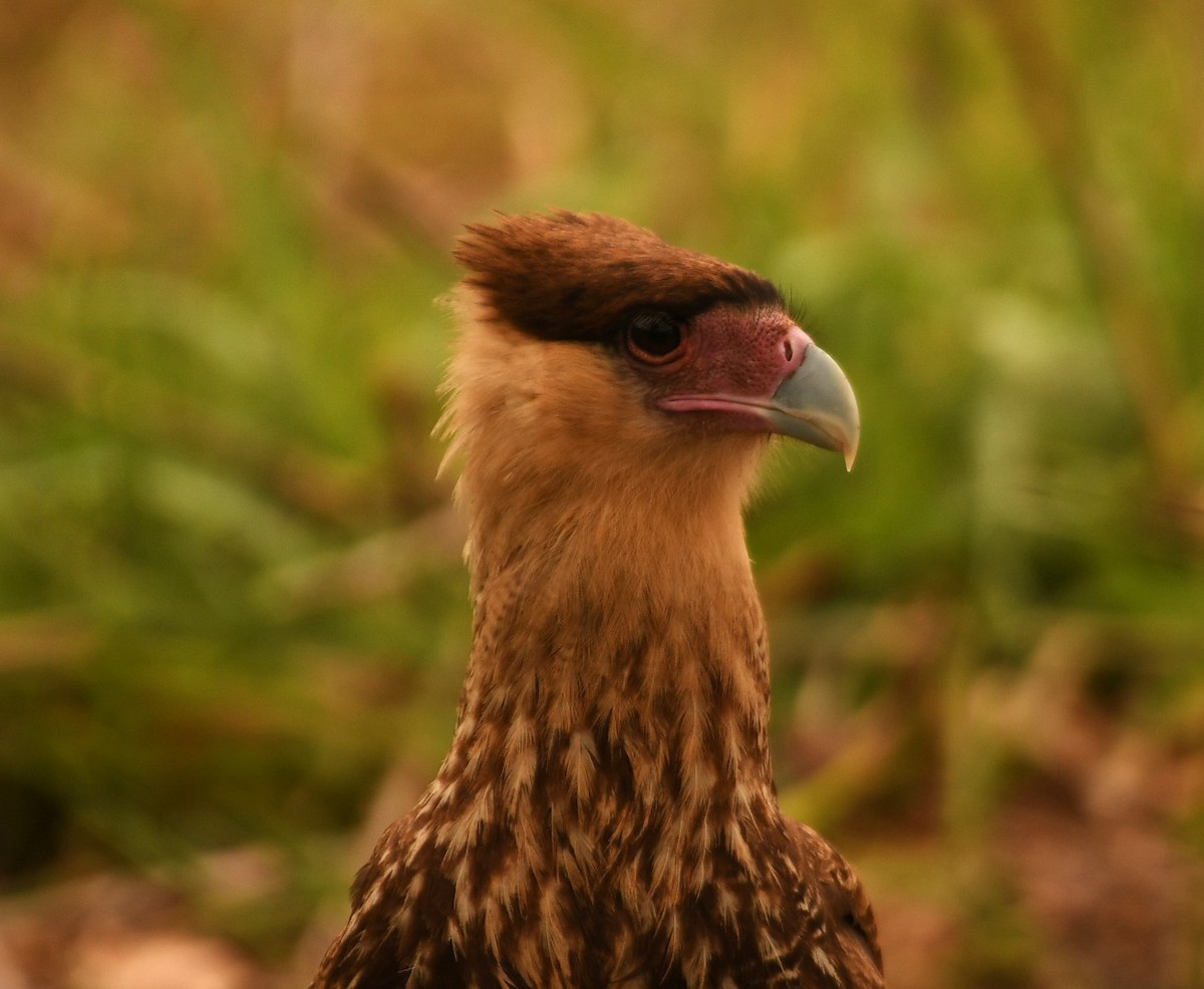 Crested Caracara - ML644199858