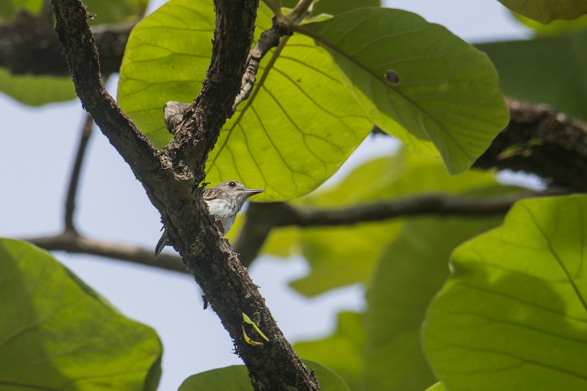 Sulawesi Brown Flycatcher - ML644199860