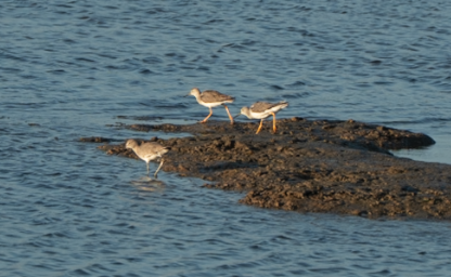 Lesser Yellowlegs - ML644199861