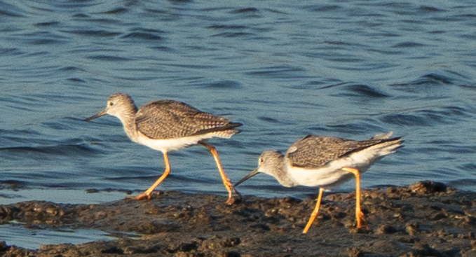 Lesser Yellowlegs - ML644199862